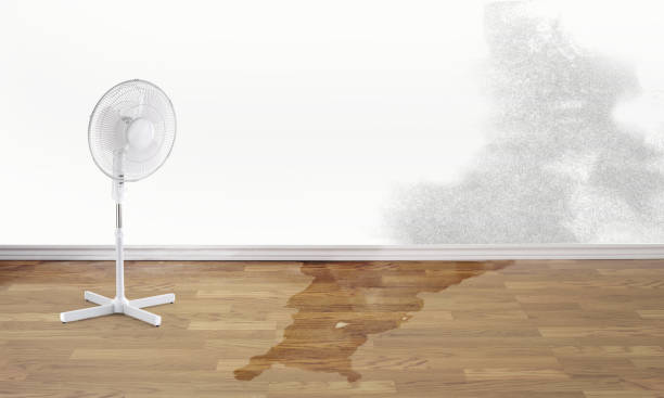 Best Flood damage cleanup  in Perezville, TX